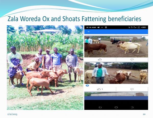 Zala Woreda Ox and Shoats Fattening beneficiaries